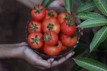 新鲜的西红柿图片下载