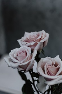 粉色玫瑰高清图片大全