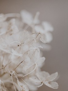 白色花草素材高清图片
