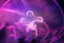 紫色透明桃花水母图片素材
