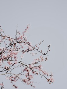 春天梅花盛开的高清图片
