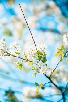 春天梨花盛开的图片素材