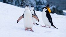 可爱南极企鹅图片下载