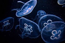 水族馆海蜇观赏图片下载