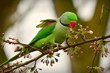 可爱绿色小鹦鹉高清图