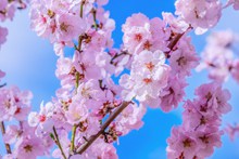 日本樱花观赏精美图片