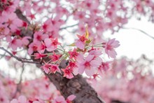 春天唯美粉色樱花图片下载