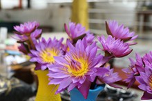 紫色莲花插花高清图片