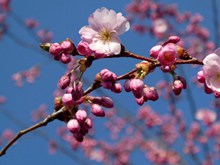 樱花枝粉色樱花精美图片