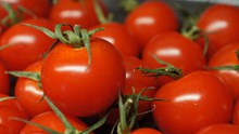 新鲜番茄丰收高清图片