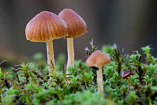 地面小蘑菇摄影精美图片