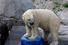 白色北极熊高清图片