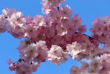 春天樱花枝粉色花朵图片下载