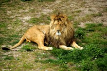 大狮子睡觉精美图片