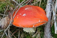 秋季森林红蘑菇高清图片