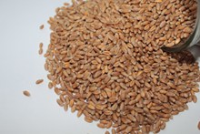 小麦种子图片素材