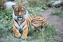 西伯利亚大老虎精美图片