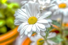 白菊花摄影高清图