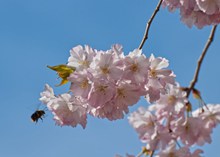 淡粉色樱花花朵精美图片