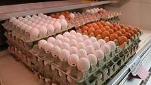 鸡蛋销售图片下载