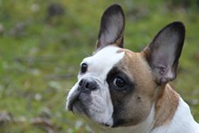 法国斗牛犬肖像图片下载