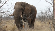 荒野大象精美图片