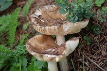 野生真菌菇图片下载