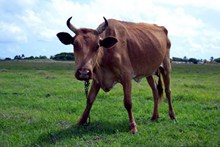 棕色水牛高清图