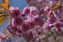 粉色樱花花朵摄影图片大全