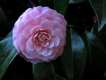 漂亮粉色山茶花图片素材