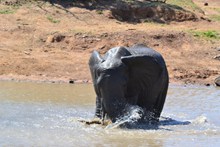 大象洗澡高清图片
