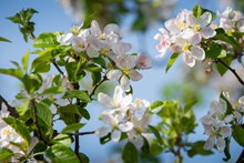 苹果树花朵绽放高清图片
