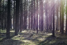 森林笔直树木风景图片素材