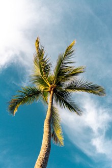 蓝天白云下的棕榈树精美图片