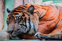 老虎睡觉高清图