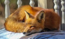 红狐狸睡觉精美图片