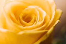 黄色玫瑰花花朵图片素材
