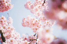 重瓣粉色樱花唯美图片素材