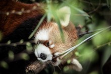 小熊猫睡觉精美图片