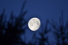 月亮挂在树梢上高清图片