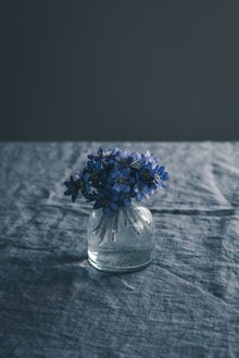 水养蓝色花朵图片素材