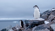 南极企鹅高清高清图