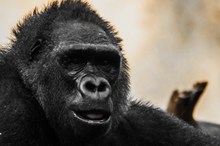 黑猩猩高清素材精美图片