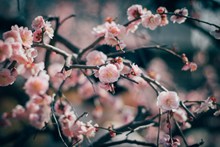春天盛开的梅花图片素材