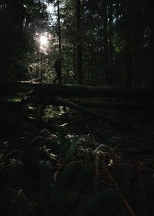 幽深树林风景图片素材