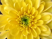 黄色菊花花蕊精美图片