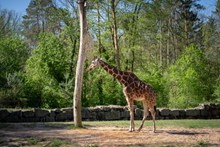 动物园小长颈鹿图片素材