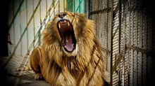 笼子里的大狮子图片下载
