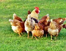 农场鸡群喂食精美图片