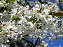春天白色樱花观赏图片素材